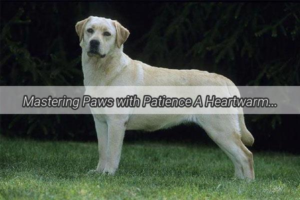 Mastering Paws with Patience A Heartwarming Journey into Uncle Joes Dog Drawing Mastery